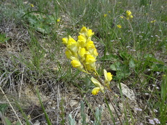 Linaria macroura