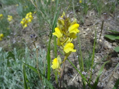 Linaria macroura