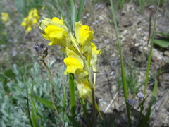Linaria macroura