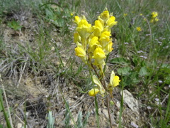 Linaria macroura