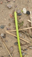 Schoenoplectus lacustris