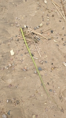 Schoenoplectus lacustris