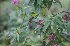 Lampornis viridipallens