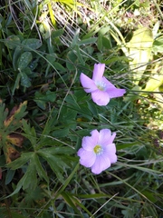 Linum hypericifolium