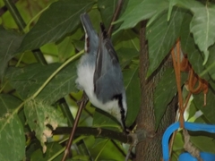 Sitta europaea asiatica