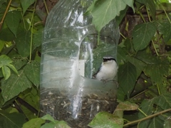 Sitta europaea asiatica