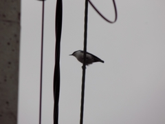 Sitta europaea asiatica