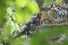 Oreophasis derbianus