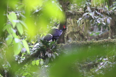 Oreophasis derbianus