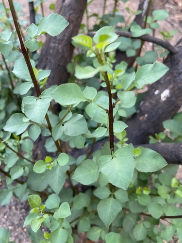 chaparral ash