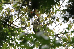 Oreophasis derbianus