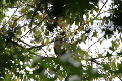 Oreophasis derbianus