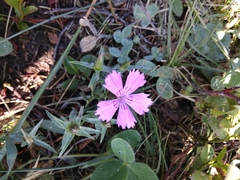 Dianthus caucaseus