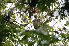 Oreophasis derbianus