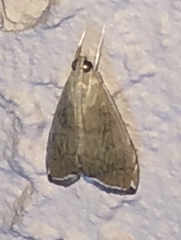 Trischistognatha pyrenealis