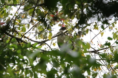 Oreophasis derbianus