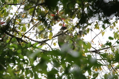 Oreophasis derbianus