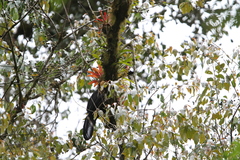 Oreophasis derbianus