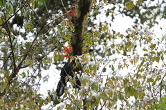 Oreophasis derbianus