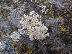 Rhizoplaca chrysoleuca