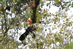 Oreophasis derbianus