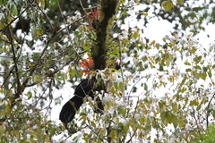 Oreophasis derbianus