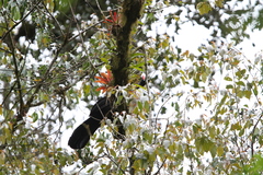 Oreophasis derbianus