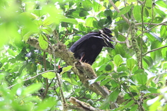 Oreophasis derbianus