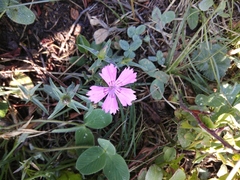 Dianthus caucaseus
