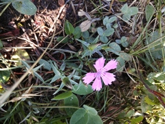 Dianthus caucaseus