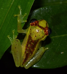 Boophis bottae