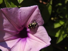 Kuschelina mathematica