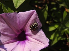 Kuschelina mathematica