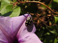 Kuschelina mathematica