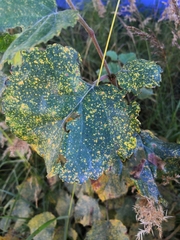 Melampsoridium betulinum