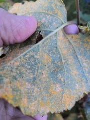 Melampsoridium betulinum