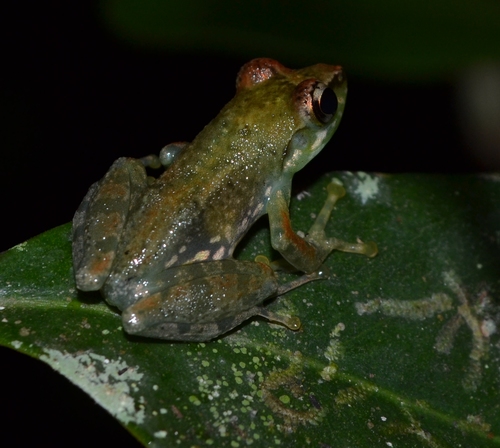 Free Madagascar Frog