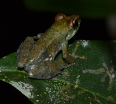 Guibemantis liber
