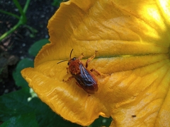 Xenoglossa fulva