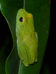 Boophis viridis