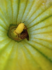 Xenoglossa fulva