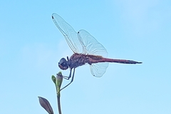 Tramea transmarina euryale