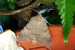Pandesma