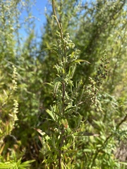 Artemisia vulgaris