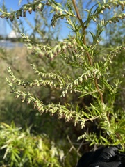 Artemisia vulgaris
