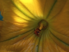 Xenoglossa fulva