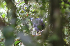 Oreophasis derbianus