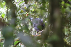 Oreophasis derbianus