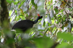 Oreophasis derbianus