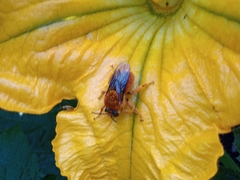 Xenoglossa fulva